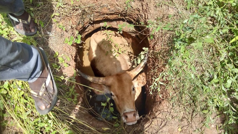 Cow trapped in a ditch